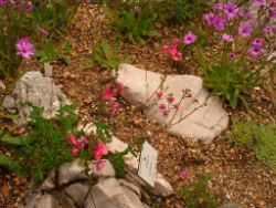 2013-08-18_Regina-F-Rau_Schachen_Blumen  (171).JPG